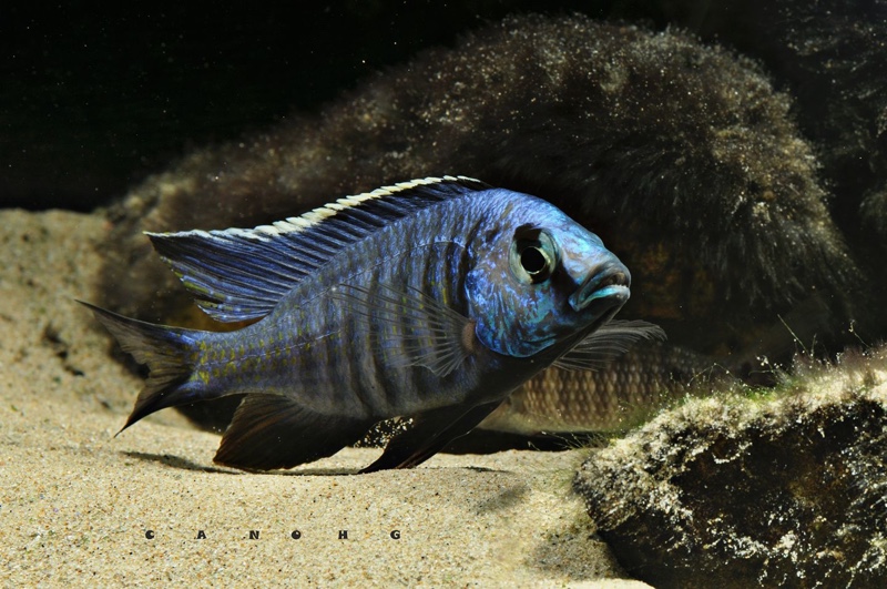 Copadichromis azureus